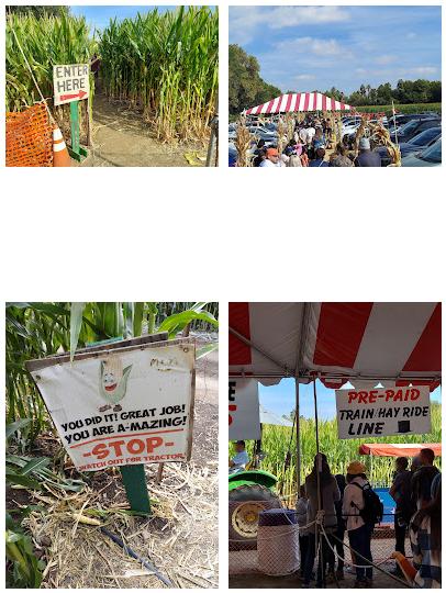 Tapia Brothers Corn Maze