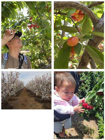 JL Farms U-Pick cherries