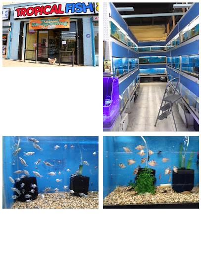 Fumi's Tropical Fish & Pets