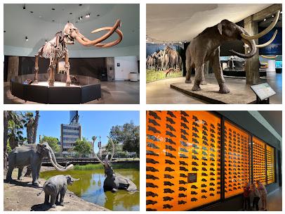 La Brea Tar Pits and Museum