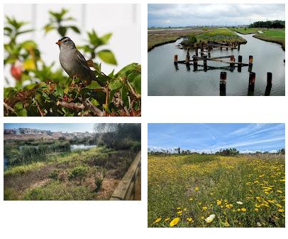 Ballona Wetlands Ecological Reserve