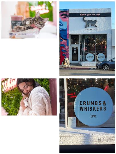 Crumbs & Whiskers | Kitten & Cat Cafe