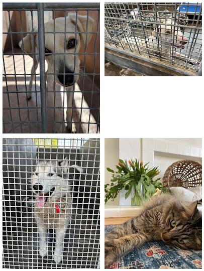 Los Angeles City East Valley Animal Shelter