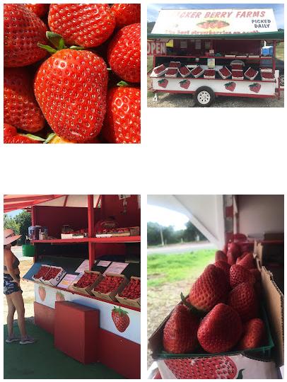 Thacker Berry Farms