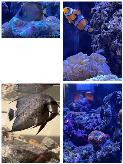 Current Tides Aquariums