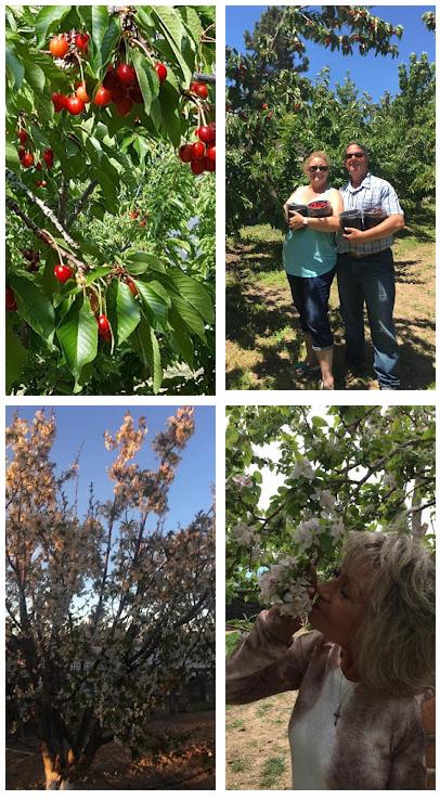 Blessed Cherry upick