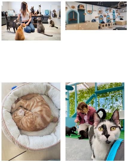 CatCafe Lounge | Cats + Kittens + Catio