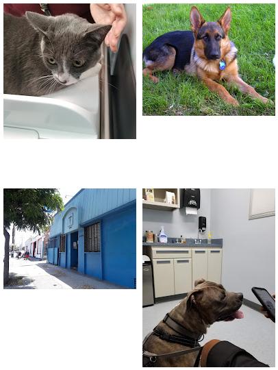 Washington Dog and Cat Hospital