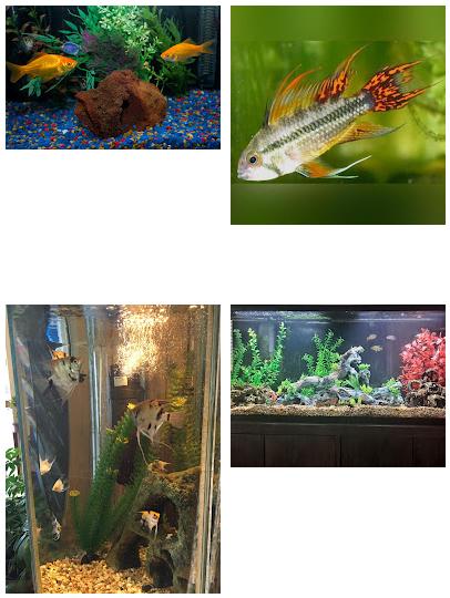 Aquarium Fish Sale