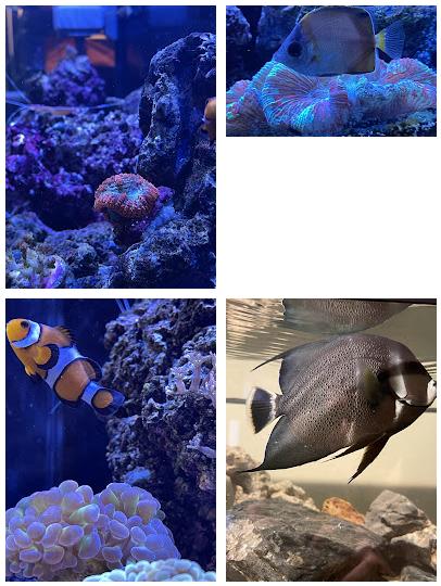 Current Tides Aquariums