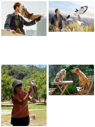 Hawk On Hand Falconry